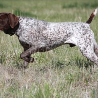 German Wirehaired Pointer breed dog liver roan minepuppy